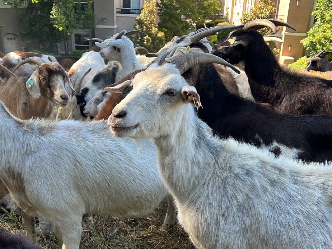 Goats graze on dry grass next to a housing complex in West Sacramento, Calif., on May 17, 2023. Goats are in high demand to clear vegetation as California prepares for the wildfire season, but a farmworker overtime law threatens the grazing business. 
