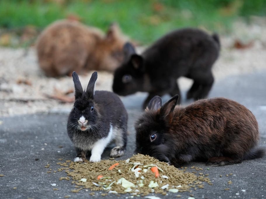 Efforts are underway to rescue dozens of domesticated lionhead rabbits that have populated a Florida neighborhood. 