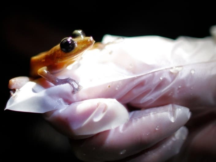  A study published Wednesday in the journal Nature has found that amphibians, including the Coqui Guajon or Rock Frog (Eleutherodactylus cooki) pictured above, are the world's most threatened group of vertebrate species. Endangered Amphibians