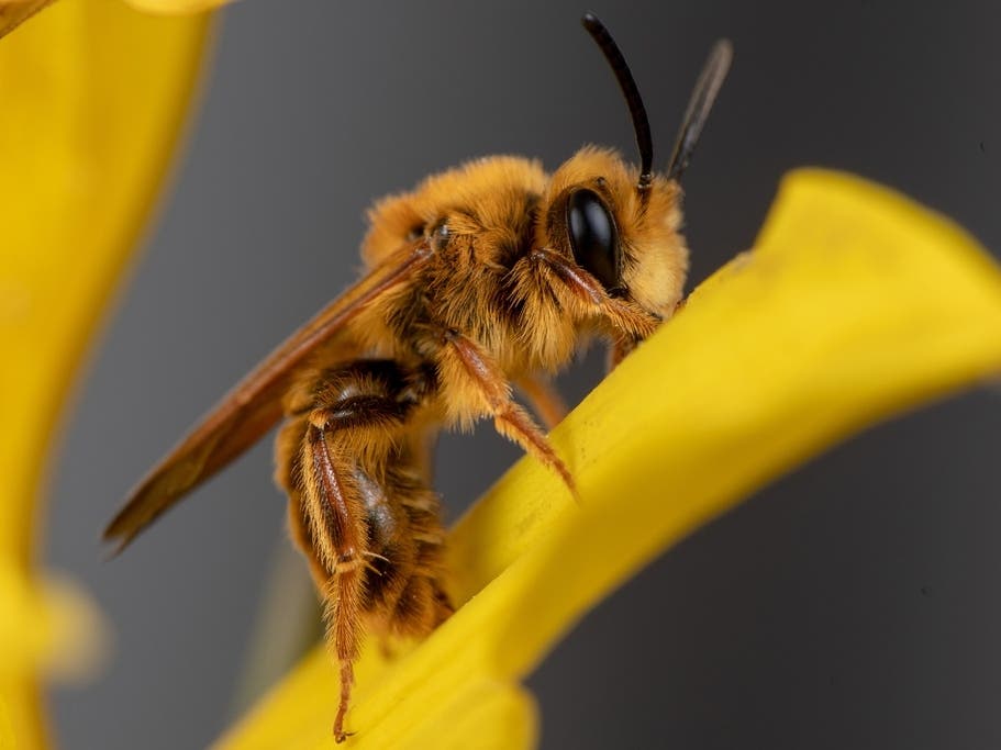 This photo, provided by Krystle Hickman, shows an Andrena prunorum male bee on March 7, 2021 in the Orcas Park region of Los Angeles. 