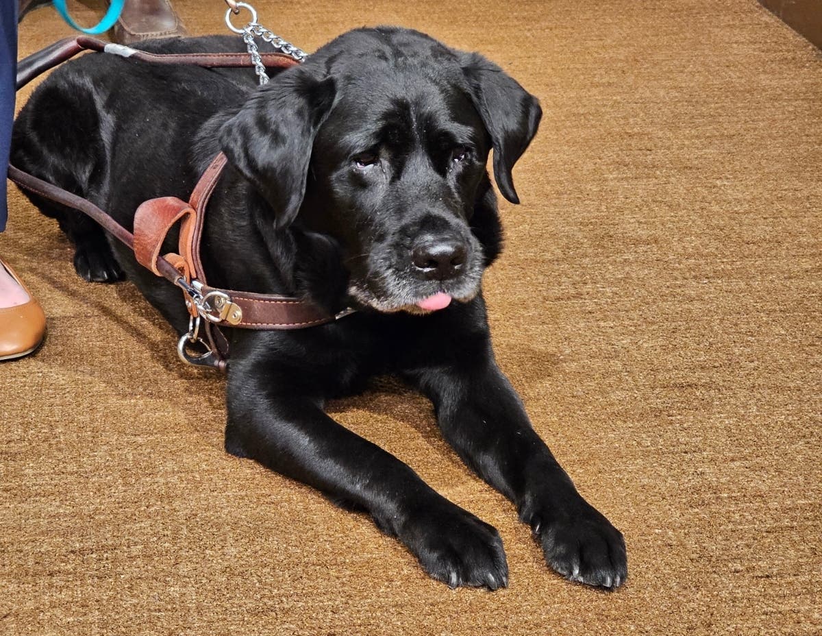 A service dog named Alfred, who belongs to college student Tori Andres, attends a news conference at the State Capitol in St. Paul, Minn. on Wednesday, March 11, 2026, where state Human Rights Commissioner Rebecca Lucero announced a settlement with Lyft.