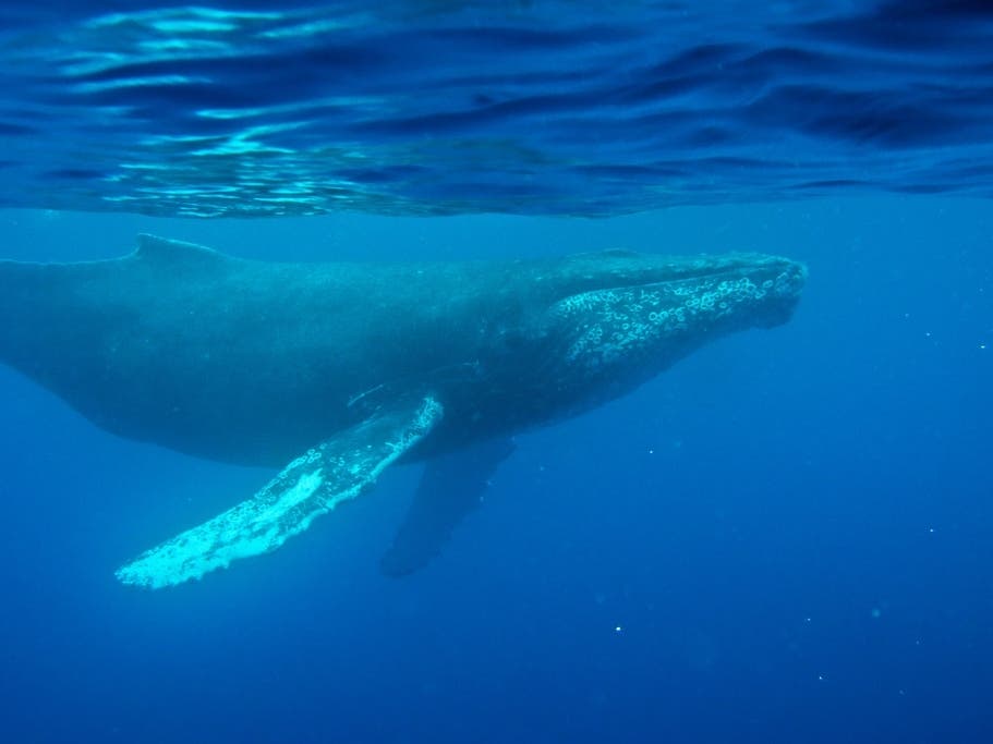 This photo provided by the Woods Hole Oceanographic Institution shows a whale near Maui, Hawaii.