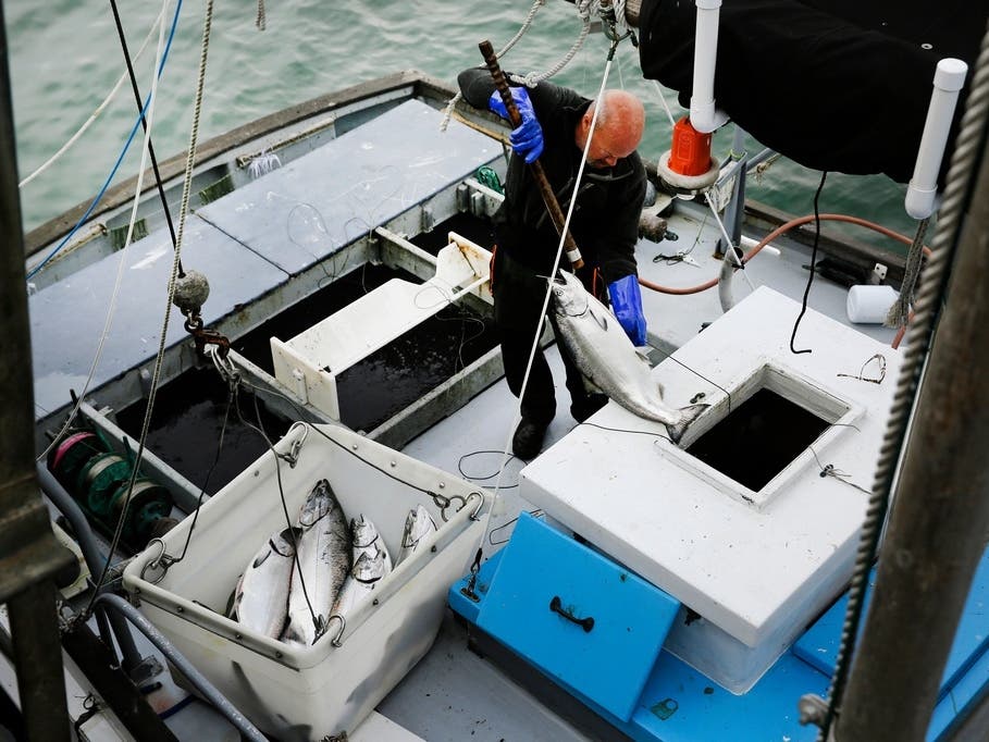 Mike Hudson unloads chinook salmon off his boat at Fisherman's Wharf in San Francisco on July 22, 2019.