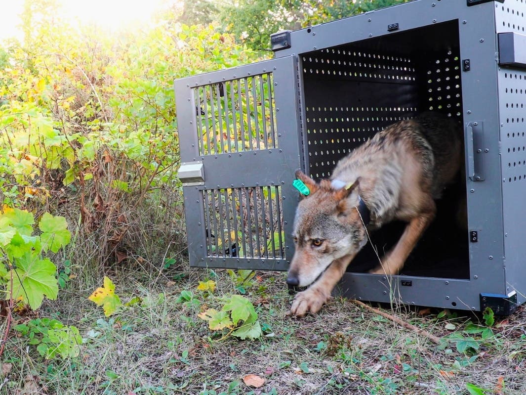 This Sept. 26, 2018, photo provided by the National Park Service shows a 4-year-old female gray wolf emerging from her cage as she is released at Isle Royale National Park in Michigan. 