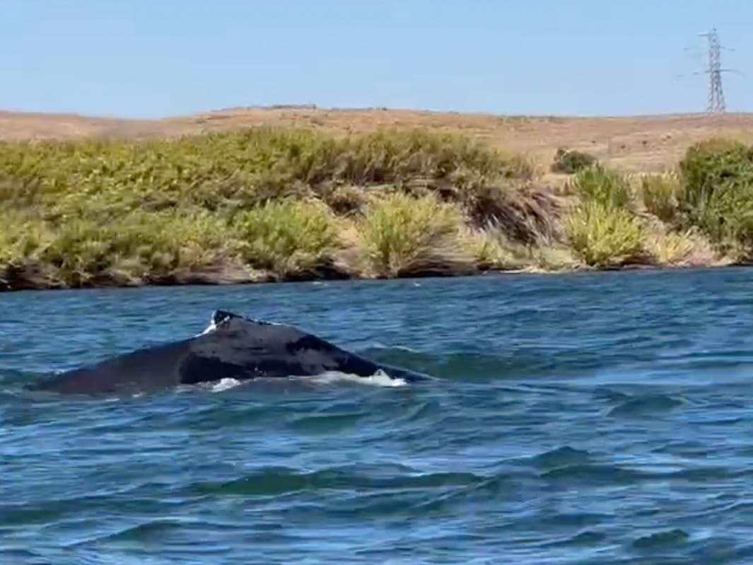 This image taken from video shows a humpback whale swimming in the Sacramento River on Sept. 16, 2026, near Rio Vista, Calif.