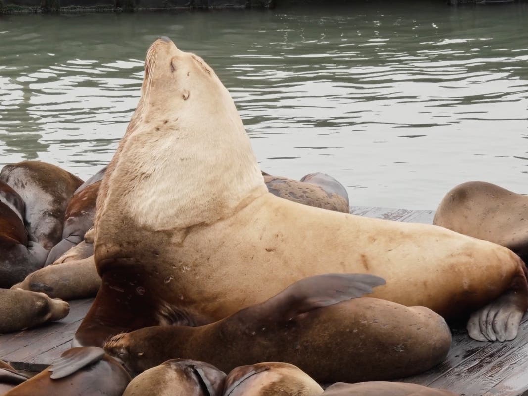 Chonkers, a giant Steller sea lion, sits on a dock at San Francisco's Fishermen's Wharf, Thursday, April 30, 2026. 