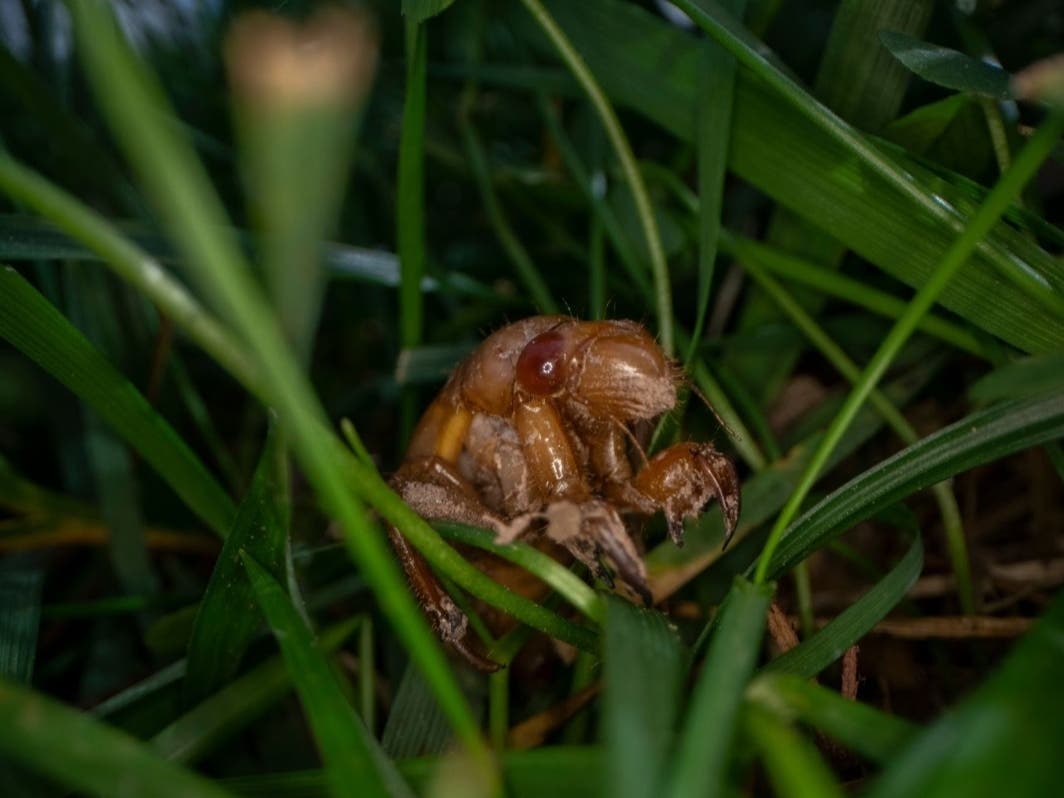 Nymph cicadas, such as this one, are the progeny of Brood X of the 17-year cicadas emerging now in Georgia. Many broods of periodical cicadas come out of the ground on rigid schedules in different years, but this is believed to be