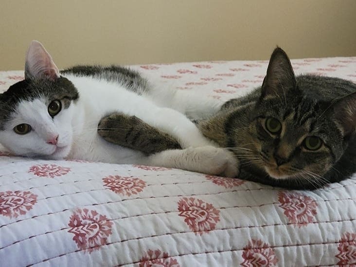 Three precious male felines need their forever home.