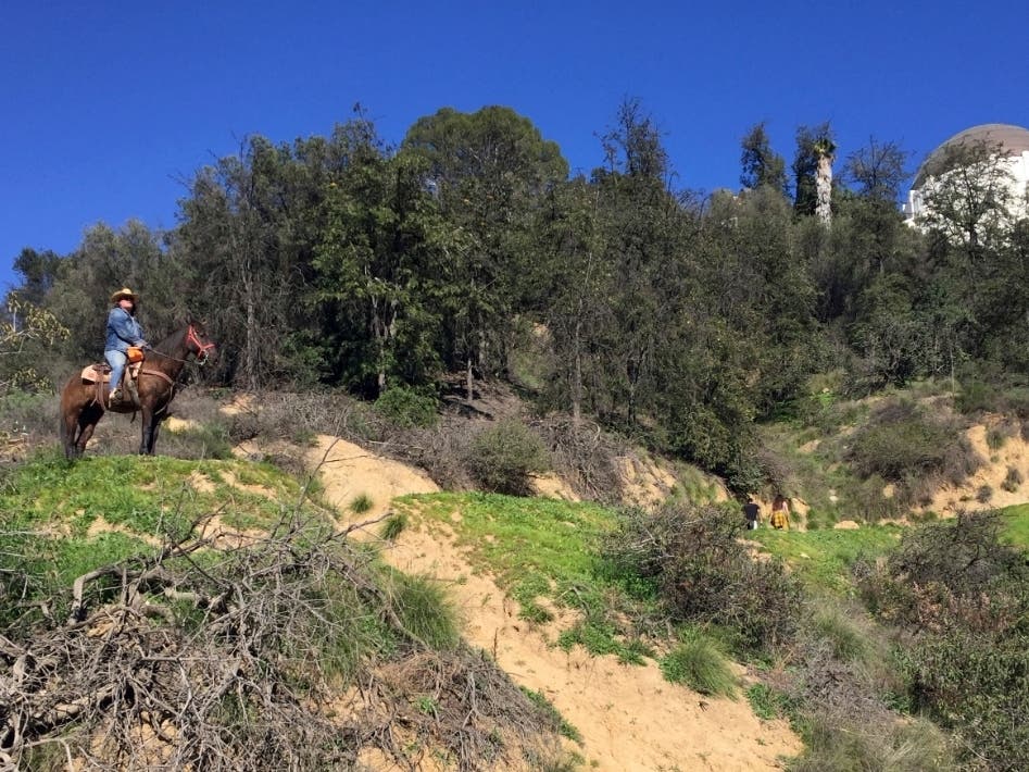 The Griffith Parkline, a free parkwide shuttle system, will make 12 stops at popular Griffith Park destinations on the weekends.