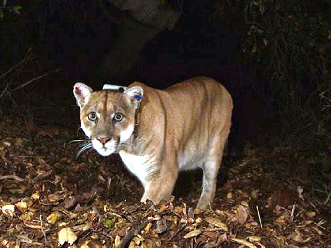 This Nov. 2014, file photo provided by the U.S. National Park Service shows a mountain lion known as P-22, photographed in the Griffith Park area near downtown Los Angeles. 