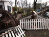Helena Zappelli surveys the damage to her yard and vehicle after a large tree fell over, Tuesday, March 21, 2023, on Humboldt Street in Santa Rosa, Calif., during another storm to wallop the state.