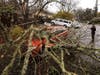 Amber Balog surveys the damage to a friend's vehicle, Tuesday, March 21, 2023, after a saturated and wind-blown limb fell on Monte Verde Drive in Santa Rosa, Calif. No one was injured.