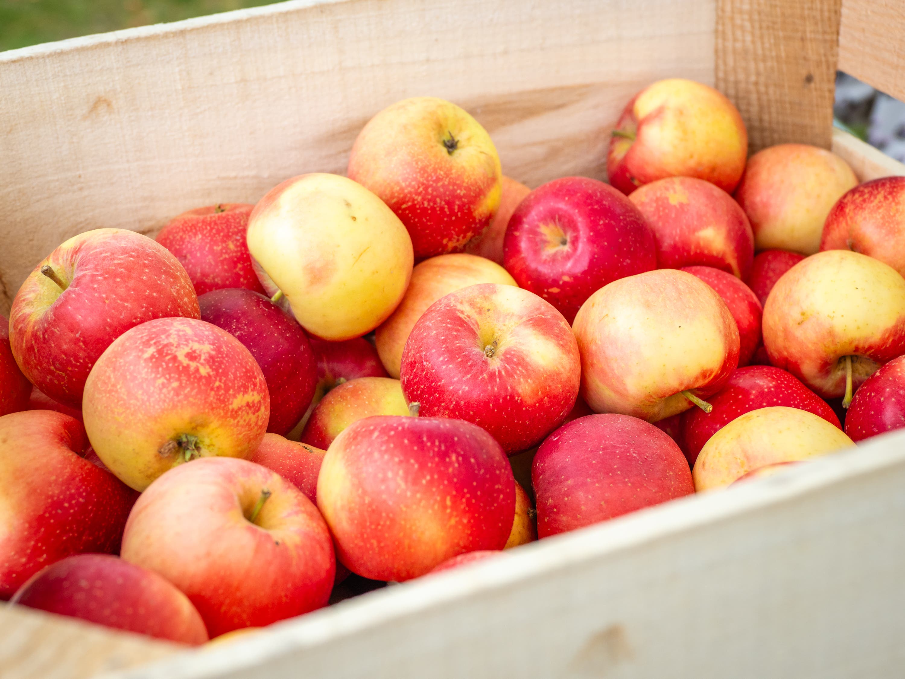 Apple House Opening!