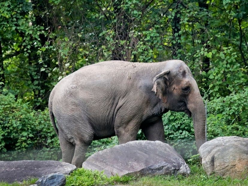 Happy, an elephant at the Bronx Zoo, has personhood rights and should be released to a sanctuary, an animal rights group's appeal argues.