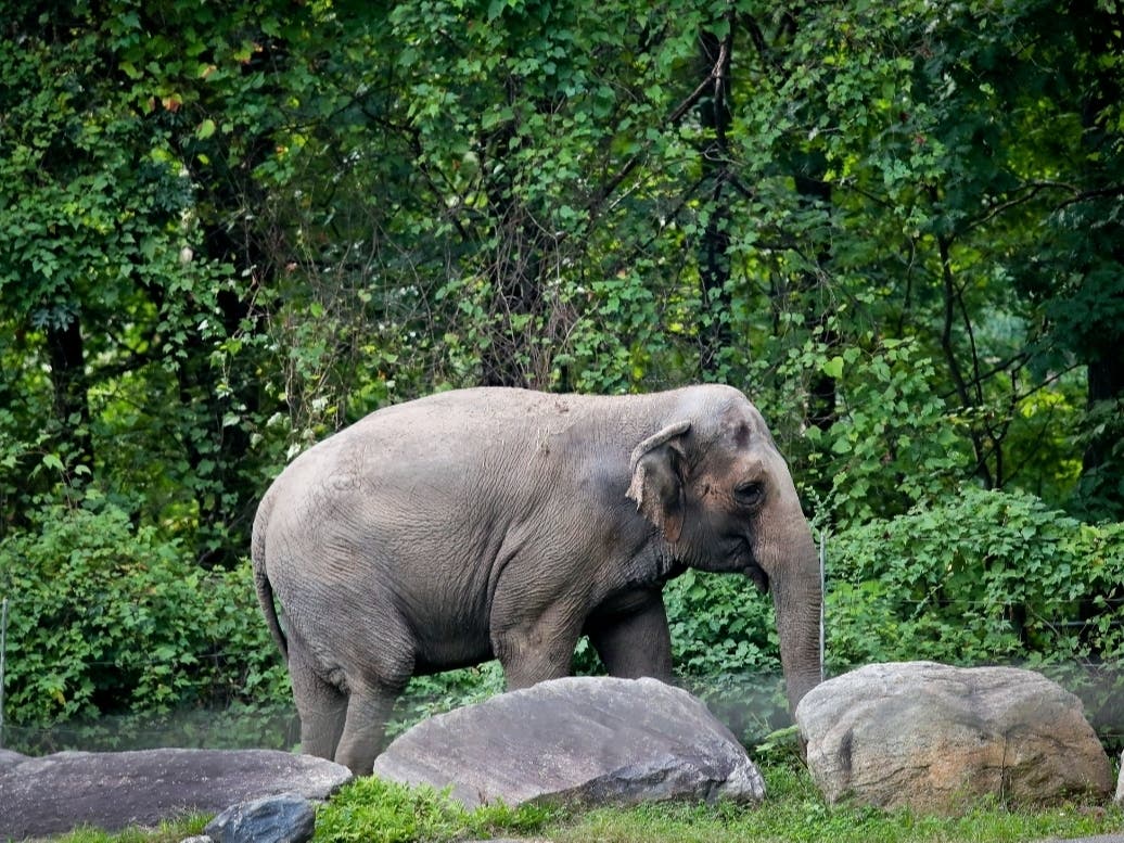 In this Oct. 2, 2018 file photo, Bronx Zoo elephant "Happy" strolls inside the zoo's Asia Habitat in New York.