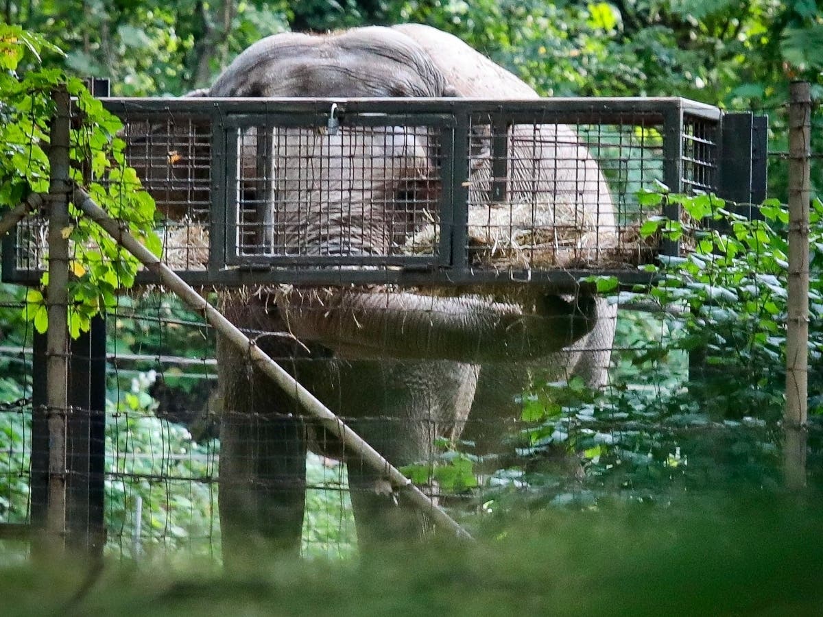 Bronx Zoo elephant "Happy" feeds inside the zoo's Asia habitat on Oct. 2, 2018.