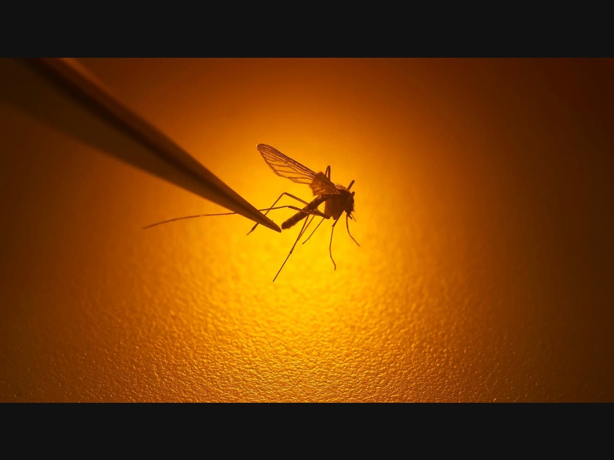 Above average temperatures during late winter and early spring are associated with increased West Nile Virus activity in the summer months.