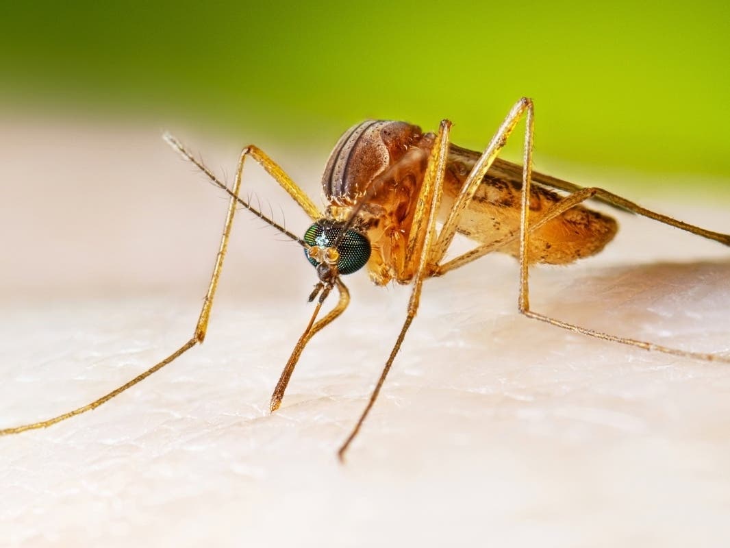 In this photo provided by the U.S. Centers for Disease Control and Prevention, a female Culex quinquefasciatus mosquito, also known as the southern house mosquito, sits on a person’s skin before taking a blood meal in 2022.