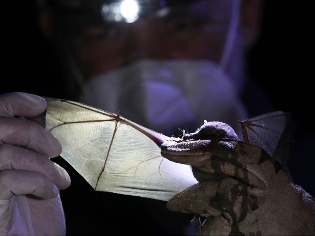 A Mexican long-tongued bat is held by Mexico's National Autonomous University, UNAM, Ecology Institute Biologist Rodrigo Medellin after it was captured in a net at the university's botanical gardens in Mexico City,