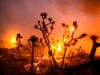 The wind whips embers from the Joshua trees burned by the Bobcat Fire in Juniper Hills, Calif., Friday, Sept. 18, 2020. 