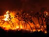 Joshua trees are consumed by the Bobcat Fire in Juniper Hills, Calif., Friday, Sept. 18, 2020. 