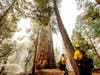 Line safety director Joe Labak marks a falling branch hazard in the Trail of 100 Giants of Sequoia National Forest, Calif., as the Windy Fire burns on Monday, Sept. 20, 2021. Labak said the sequoia at center sustained fire damage when the fire spotted int