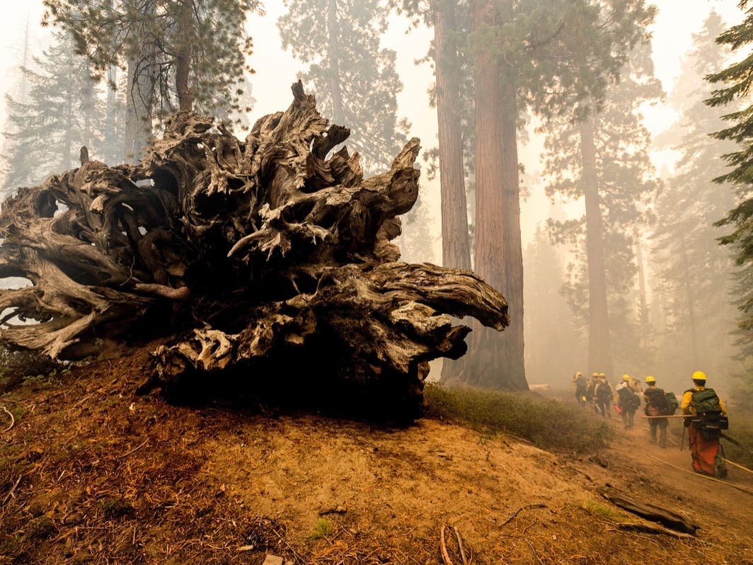  In this Sunday, Sept. 19, 2021, file photo, firefighters battle the Windy Fire as it burns in the Trail of 100 Giants grove of Sequoia National Forest, Calif. 