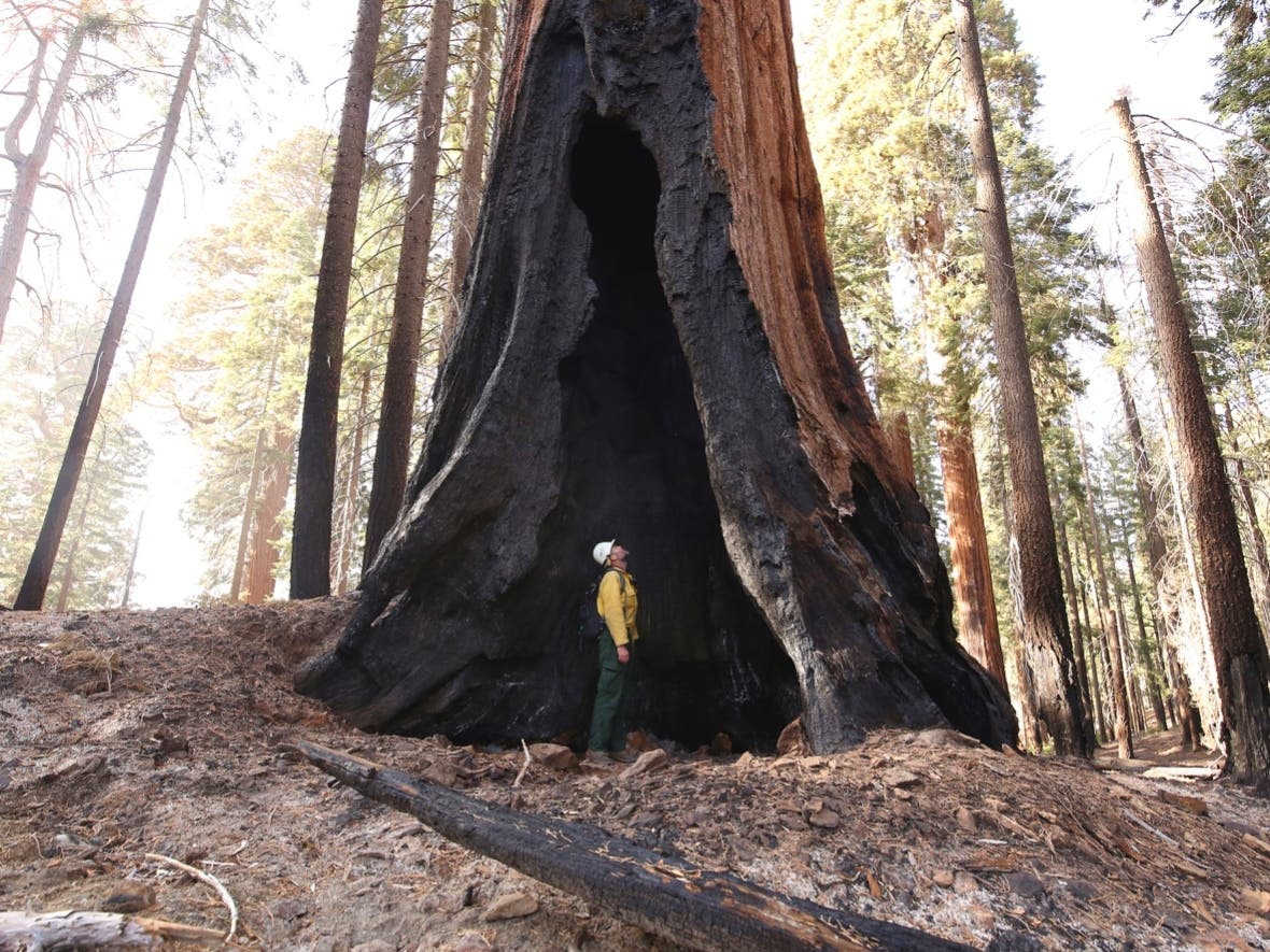Assistant Fire Manager Leif Mathiesen, of the Sequoia & Kings Canyon Nation Park Fire Service, looks for an opening in the burned-out sequoias from the Redwood Mountain Grove which was devastated by the KNP Complex fires in the Kings Canyon National Park.