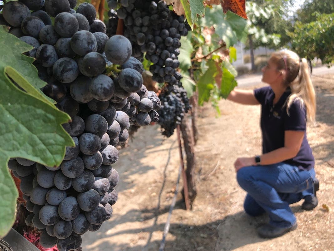 Anita Oberholster, enology epecialist at the University of California, Davis, examines wine grapes in the university's research vineyard in Davis, Calif. 