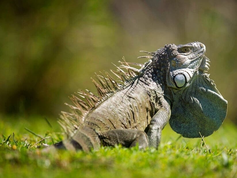 A South Florida couple found an iguana in their toilet bowl three times in less than a year.