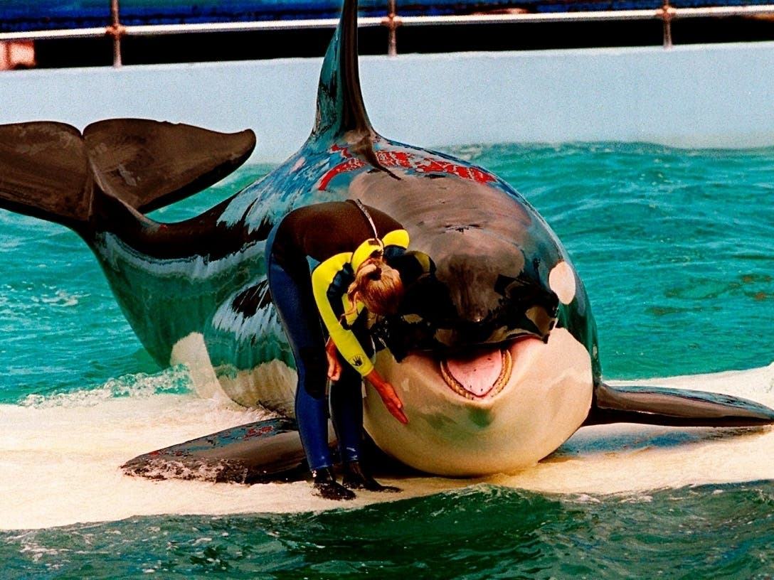 After more than 50 years in captivity at the Miami Seaquarium, Lolita the orca could be released to Pacific Northwest ocean waters.