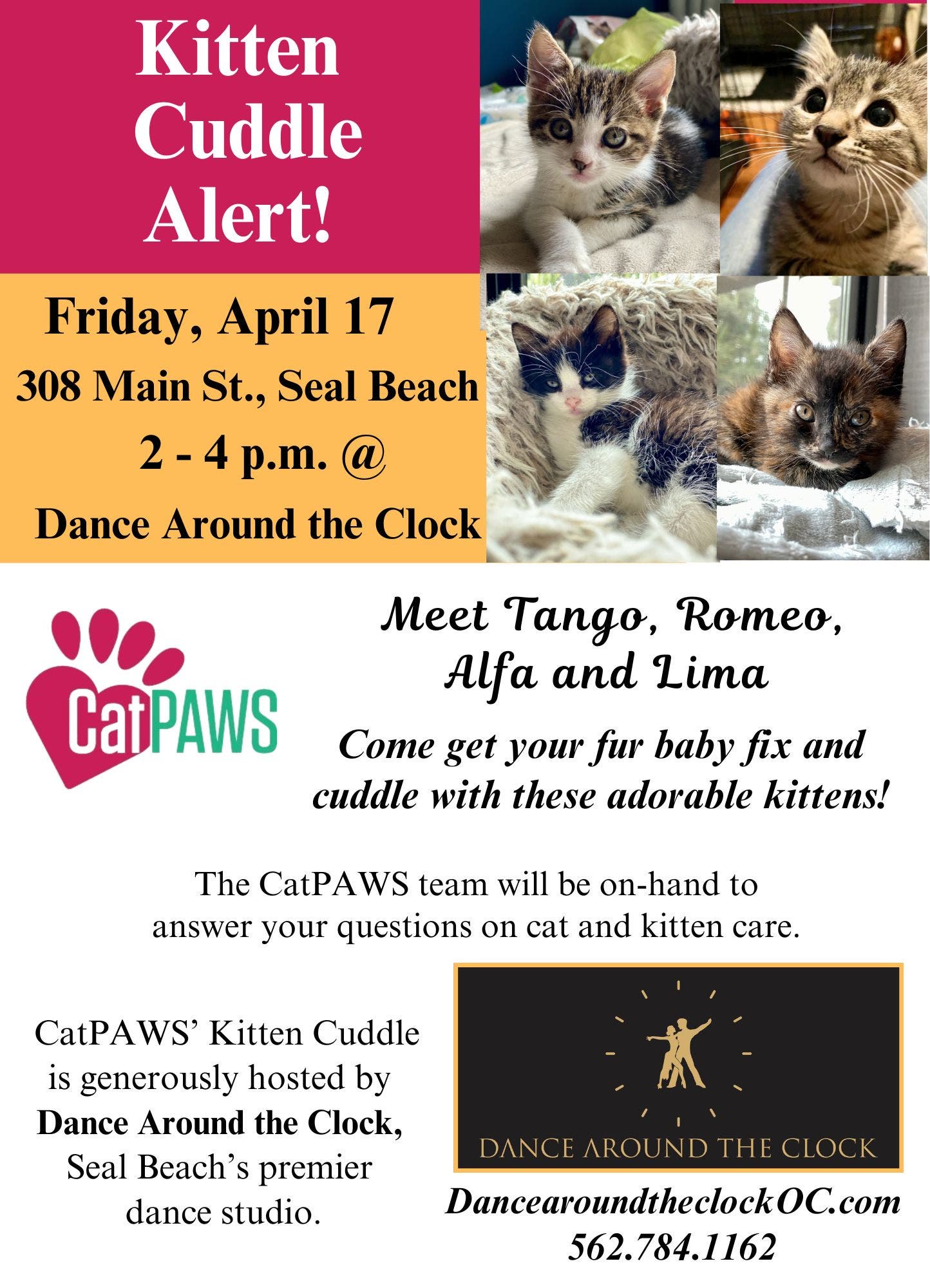 CatPAWS Kitten Cuddle!