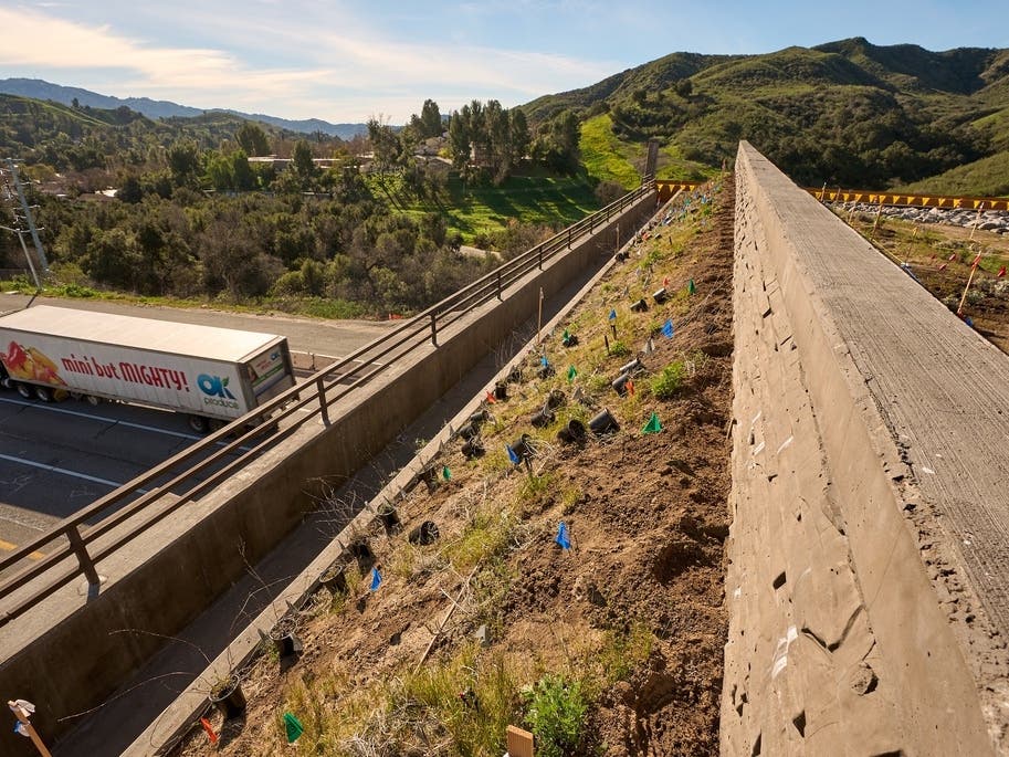 A sound barrier is planted with native plants on the sides walls of the Wallis Annenberg Wildlife Crossing over U.S. Highway 101, Tuesday, Jan. 20, 2026, in Agoura Hills.