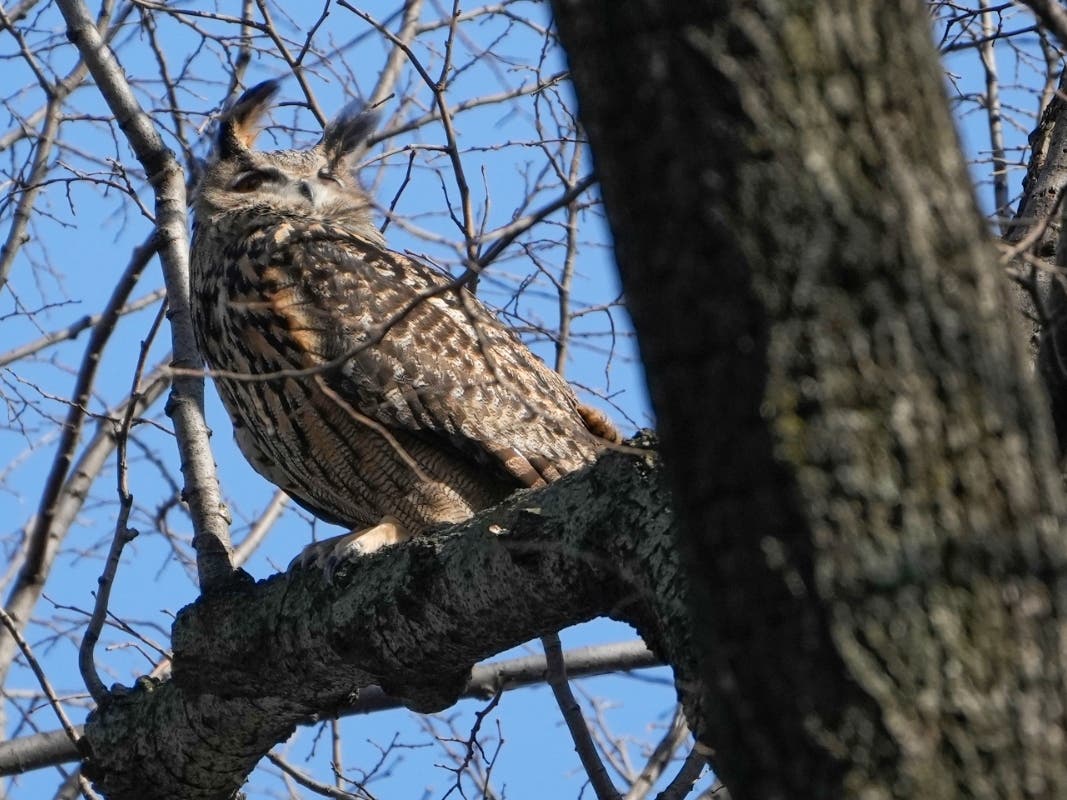 A Eurasian eagle-owl named Flaco sits in a tree in New York's Central Park, Feb. 6, 2023.