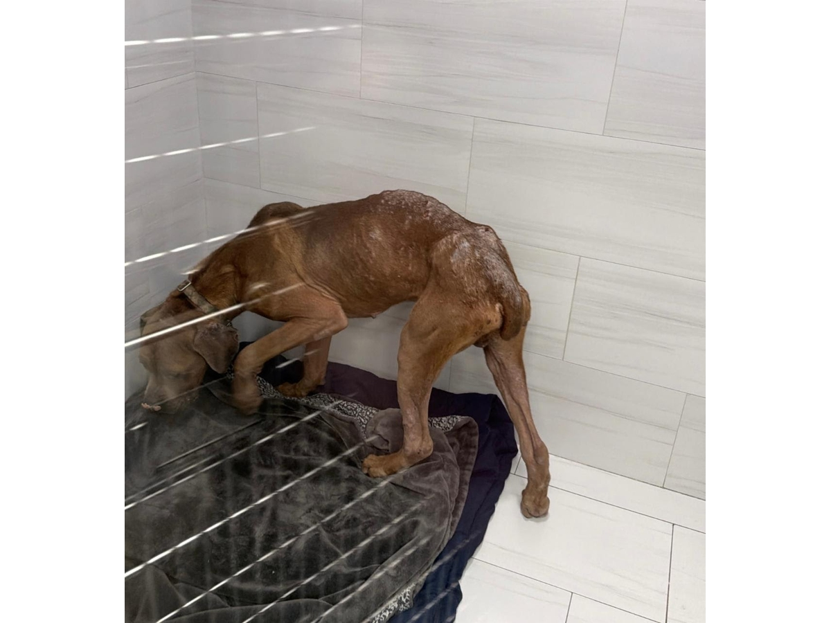 Apollo, a 4-year-old Cane Corso, was found severely underweight and suffering from multiple medical conditions, according to the Suffolk County SPCA. His Wheatley Heights owner has been charged with animal cruelty.