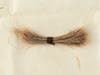 A lock of Lincoln's hair removed during his postmortem examination in April 1865 after he was assassinated will be auctioned off Sept. 12 by the RR Auction firm. 