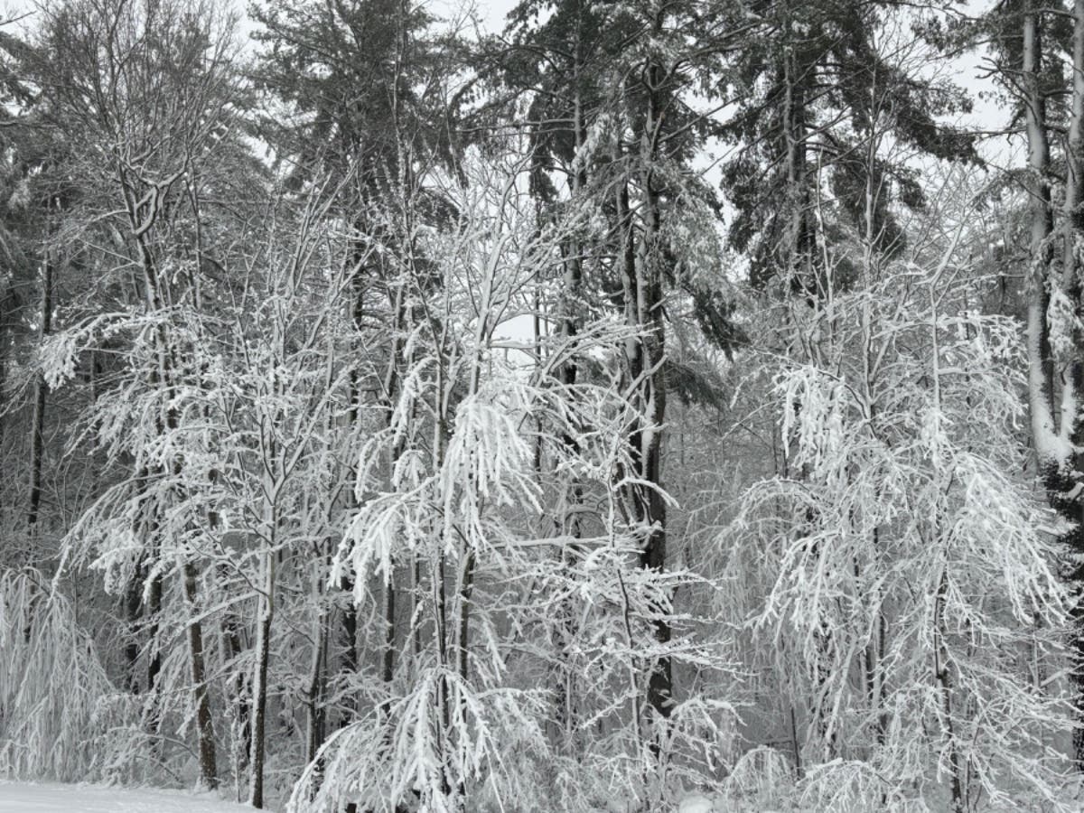 About 7 inches of snow fell on Concord and the capital region on April 4.