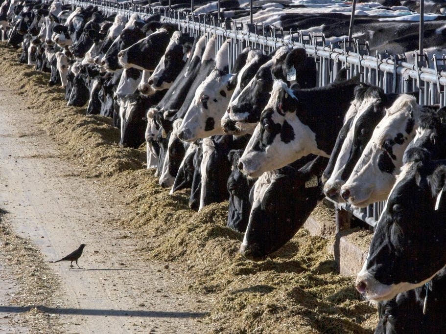 Bird flu has been detected in beef for the first time, the United States Department of Agriculture announced Friday.