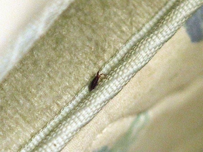 Bed bugs don't just lurk under mattresses, according to a new study of the 50 most bed bug-infested U.S. cities. 