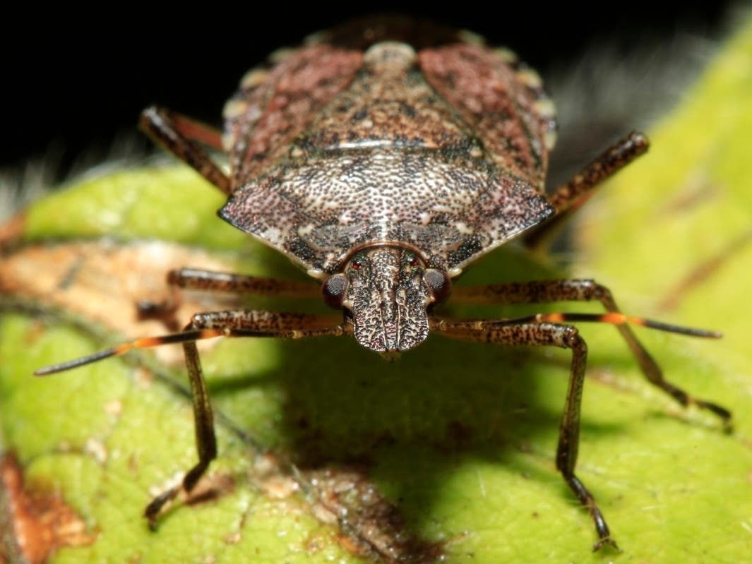 Brown marmorated stink bugs are moving into homes in New Jersey right now in preparation for winter. First detected in the United States 20 years ago, they’re not harmful to humans but have caused widespread damage to specialty crops.