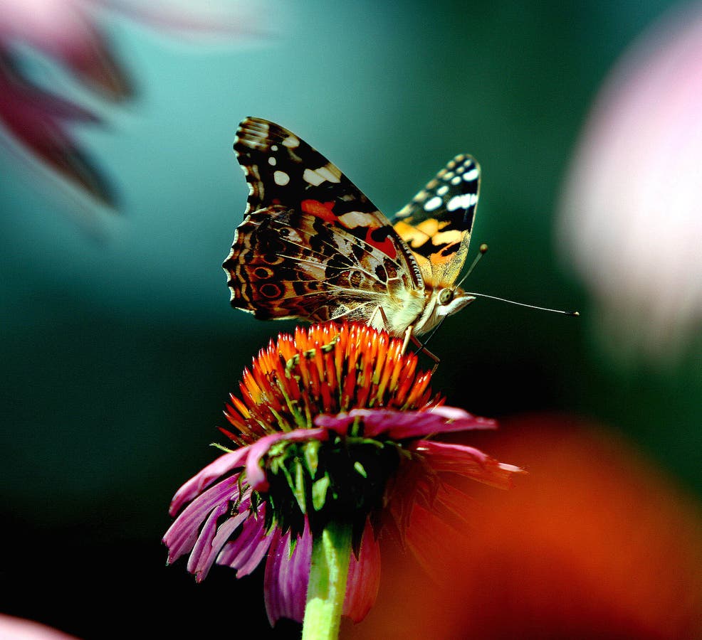 A painted lady butterfly rests on a purple coneflower in Arrowsic, Maine, Thursday, Aug. 18, 2005.