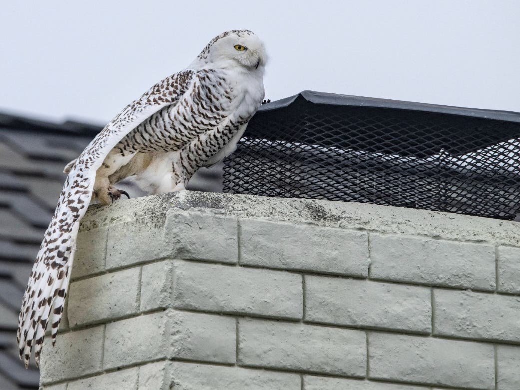 A snowy owl stretches out its wing as it perches on the top of a chimney of a home in Cypress, Calif., on Tuesday afternoon, Dec. 27, 2022. Crowds of bird watchers have been showing up in an Orange County neighborhood to gawk at the snowy owl.