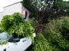 A fallen tree lies on a parked car, Sunday, Aug. 20, 2023, in Los Angeles. Tropical Storm Hilary swirled northward Sunday just off the coast of Mexico's Baja California peninsula, no longer a hurricane but still carrying torrential rain.