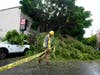 A worker drags caution tape to block off Pico Boulevard after a tree fell, Sunday, Aug. 20, 2023, in Los Angeles. 
