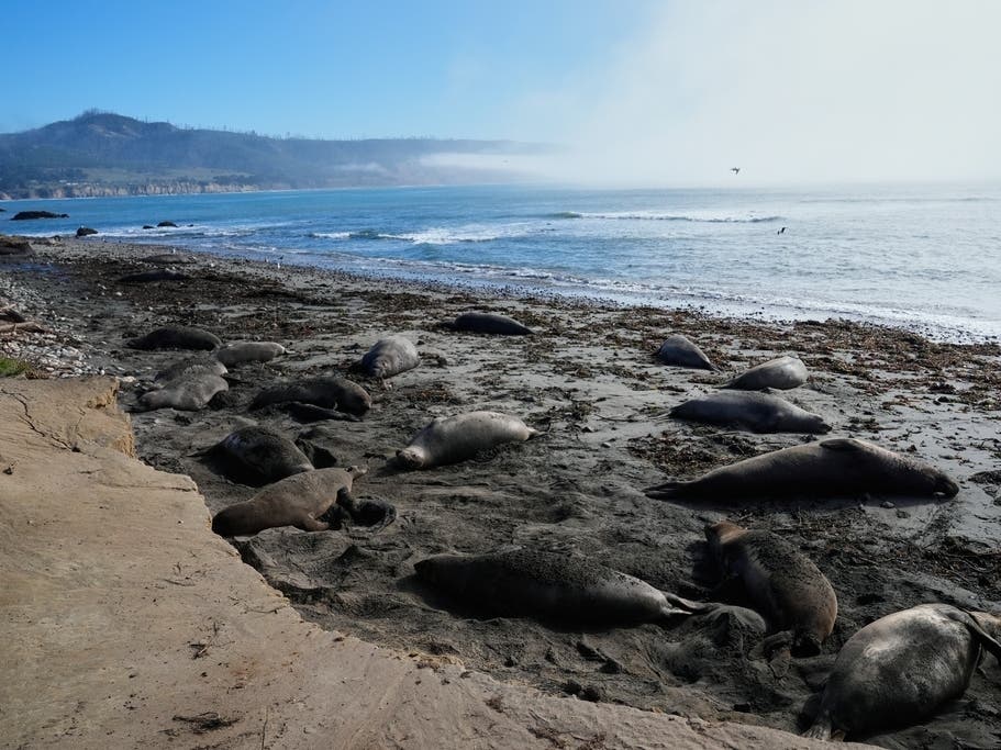  Elephant seals rest on a beach at Año Nuevo State Park, Friday, Jan. 16, 2026, in Pescadero, Calif. The outbreak was discovered on February 19 and 20, 2026 in Año Nuevo State Park in San Mateo County when multiple seal pups were found dead.