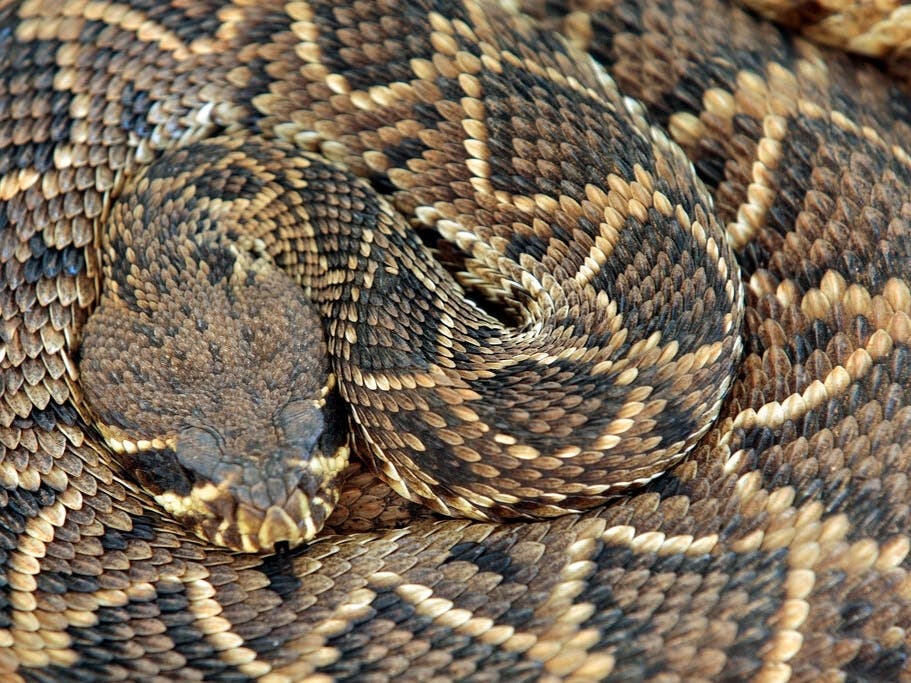 Rattlesnake Startles Beachgoers | Drivers Snag Cheese Puffs From Overturned Truck | Coyotes v. Bear: CA News