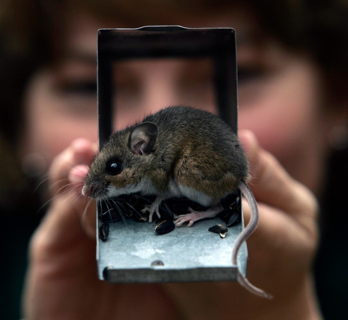 Health officials say the person suspected to have contracted hantavirus in Illinois was cleaning out a home where rodent droppings were present.