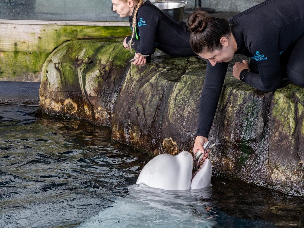 This photo provided by the Shedd Aquarium shows beluga whale Peekachu at the aquarium in Chicago.