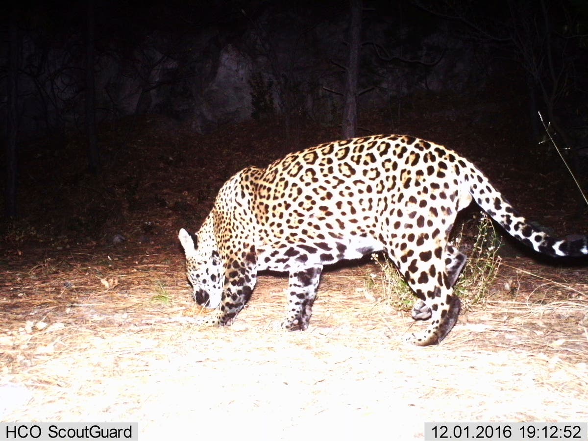 Jaguars, like this one captured on a wild game camera, are powerful, as a woman aiming for a selfie painfully learned.