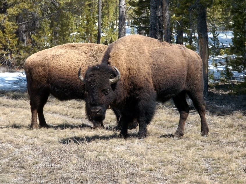 Yellowstone National Park visitors are warned to keep their distance from more than 4,500 wild bison roaming the park.